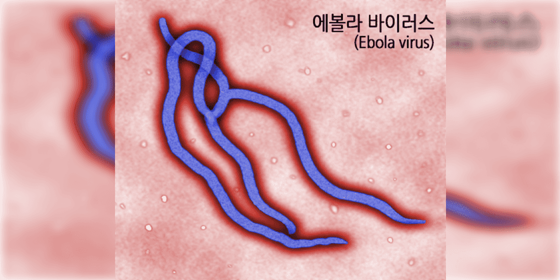 💡에볼라 관련주 및 테마주 [2024년 최신]💡