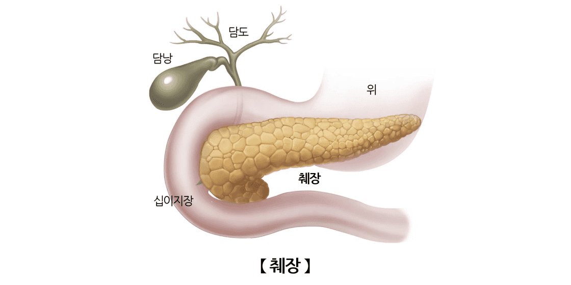 💡췌장염 관련주 및 테마주 [2024년 최신]💡
